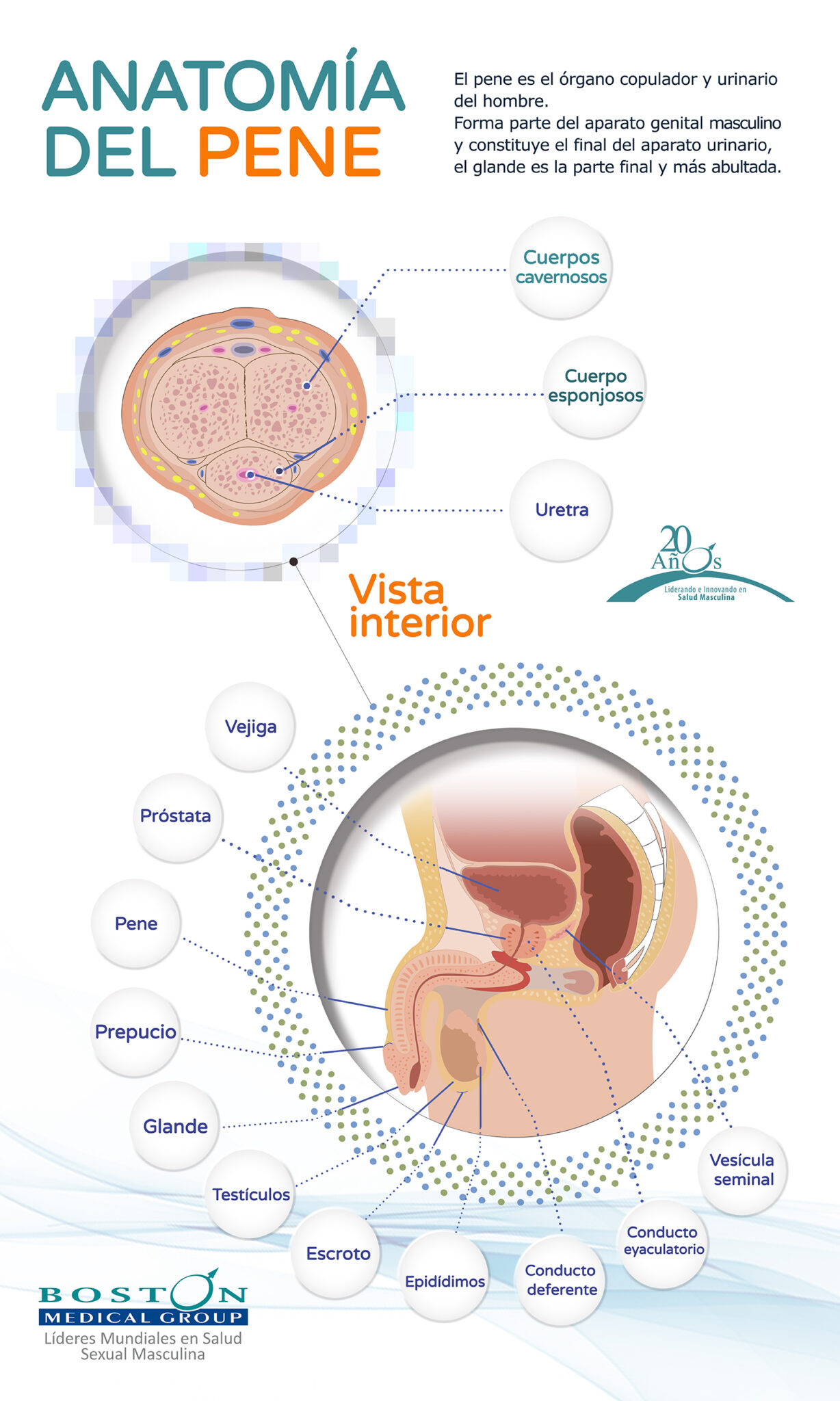 Anatomía del pene